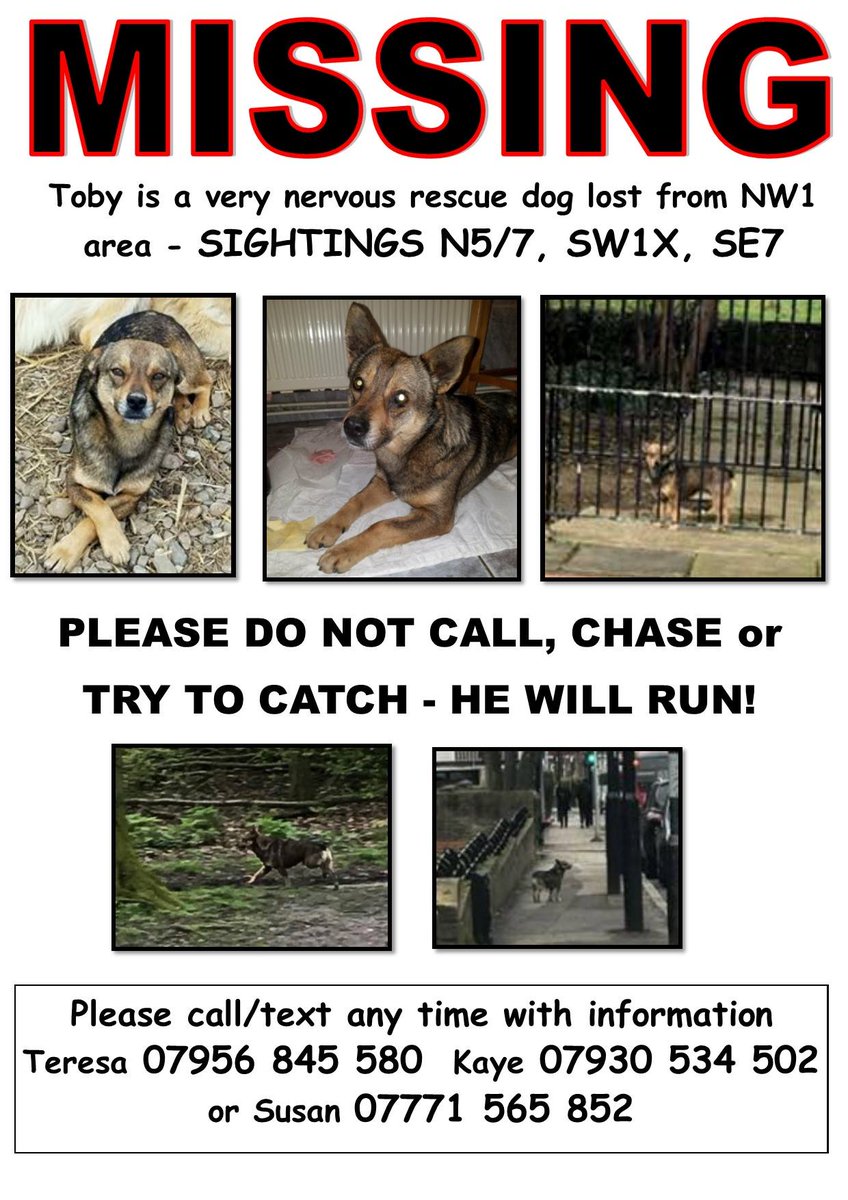 The_Animal_Team's tweet photo. #MISSING #rescuedog #NW1 Area. Sightings in #N5 #N7 #SW1X #SE7 https://t.co/pTagOrvXaQ https://t.co/IzMeZGlM6P