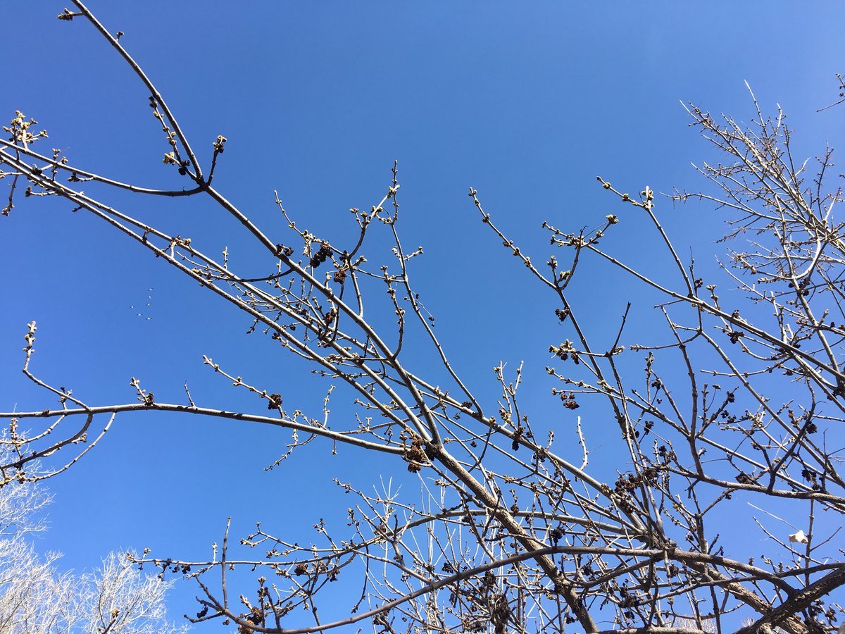 csuseeds's tweet image. Good morning from the ELC 🍃 things are starting to green up! #phenology