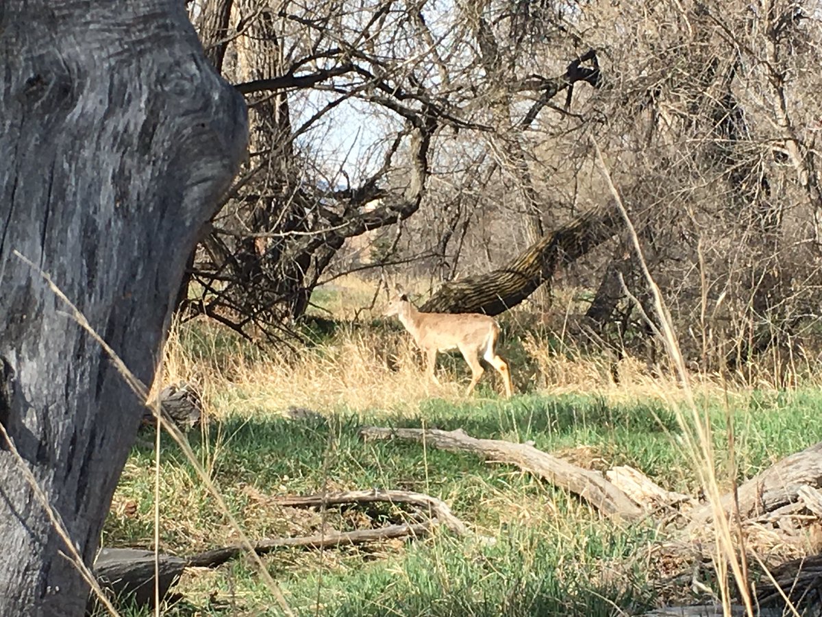 csuseeds's tweet image. Good morning from the ELC 🍃 things are starting to green up! #phenology