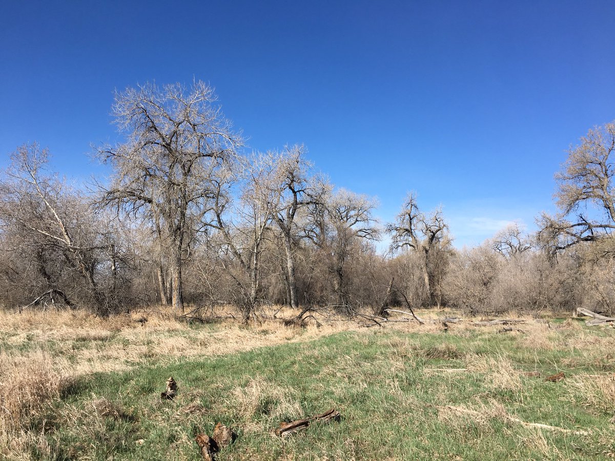 csuseeds's tweet image. Good morning from the ELC 🍃 things are starting to green up! #phenology