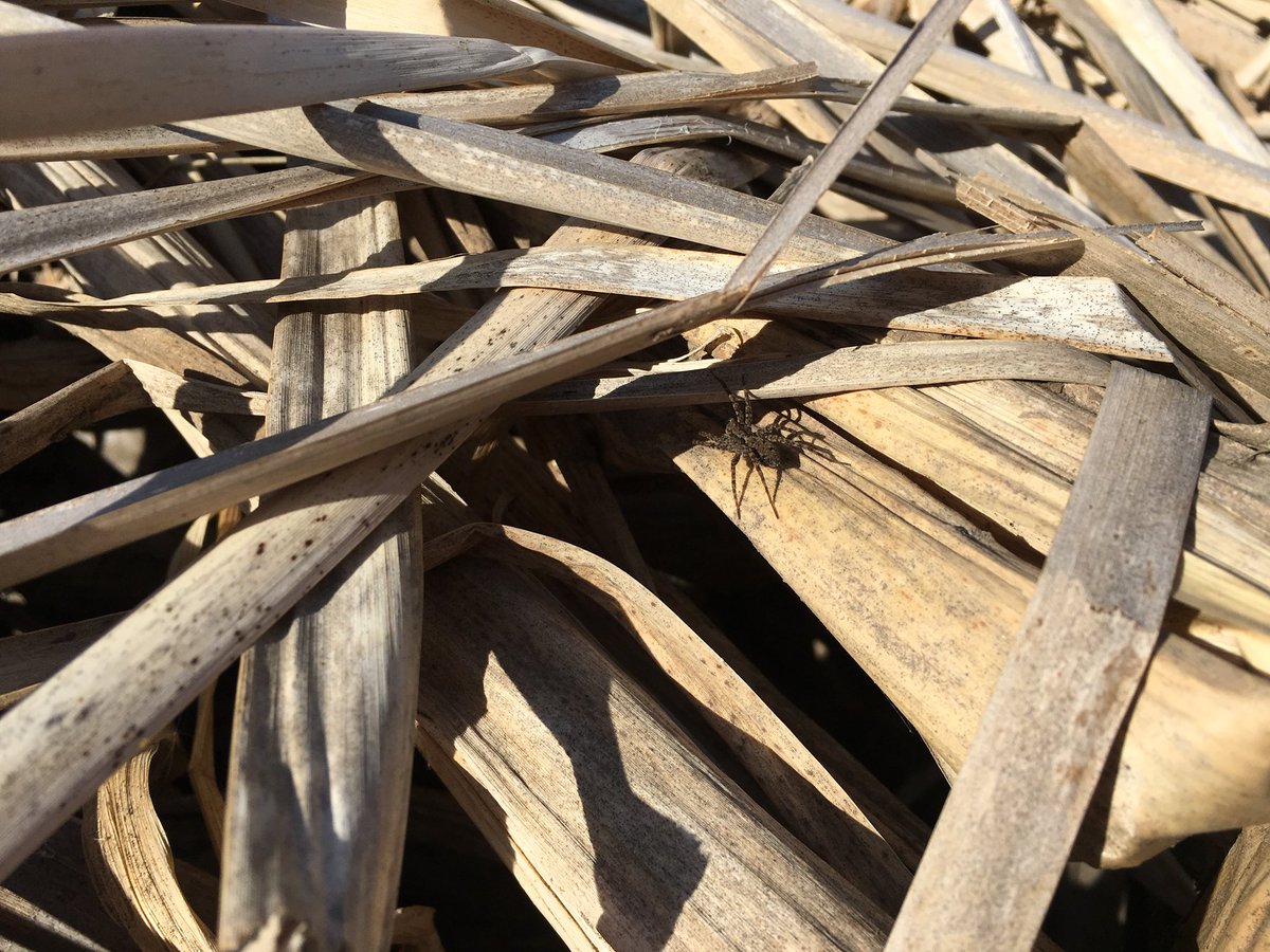 csuseeds's tweet image. Good morning from the ELC 🍃 things are starting to green up! #phenology