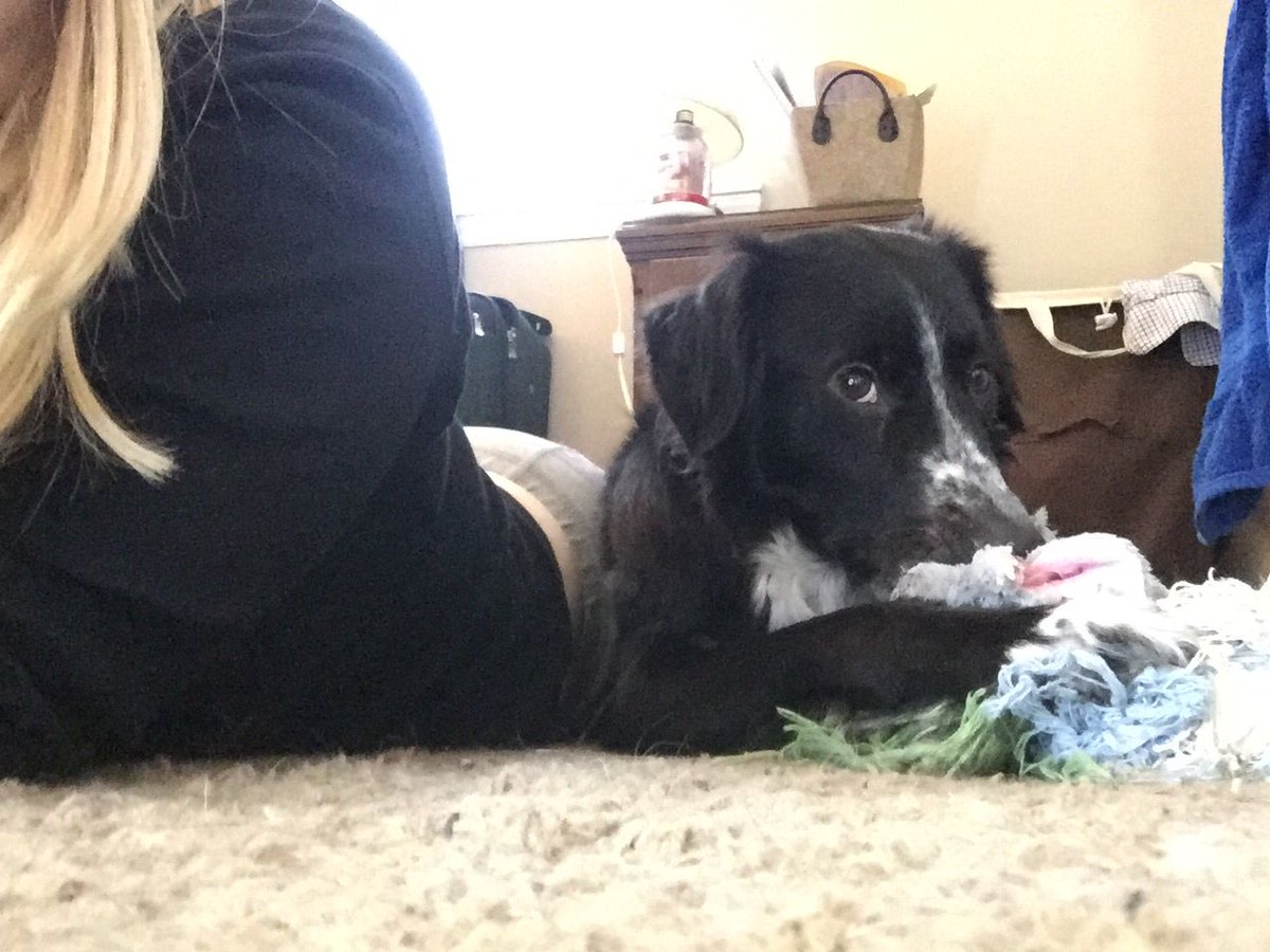 gigglingfox's tweet photo. While taking product pictures the dog decided to join me and try to help #bordercollie #notsohelpful https://t.co/pY0IwV9nTD