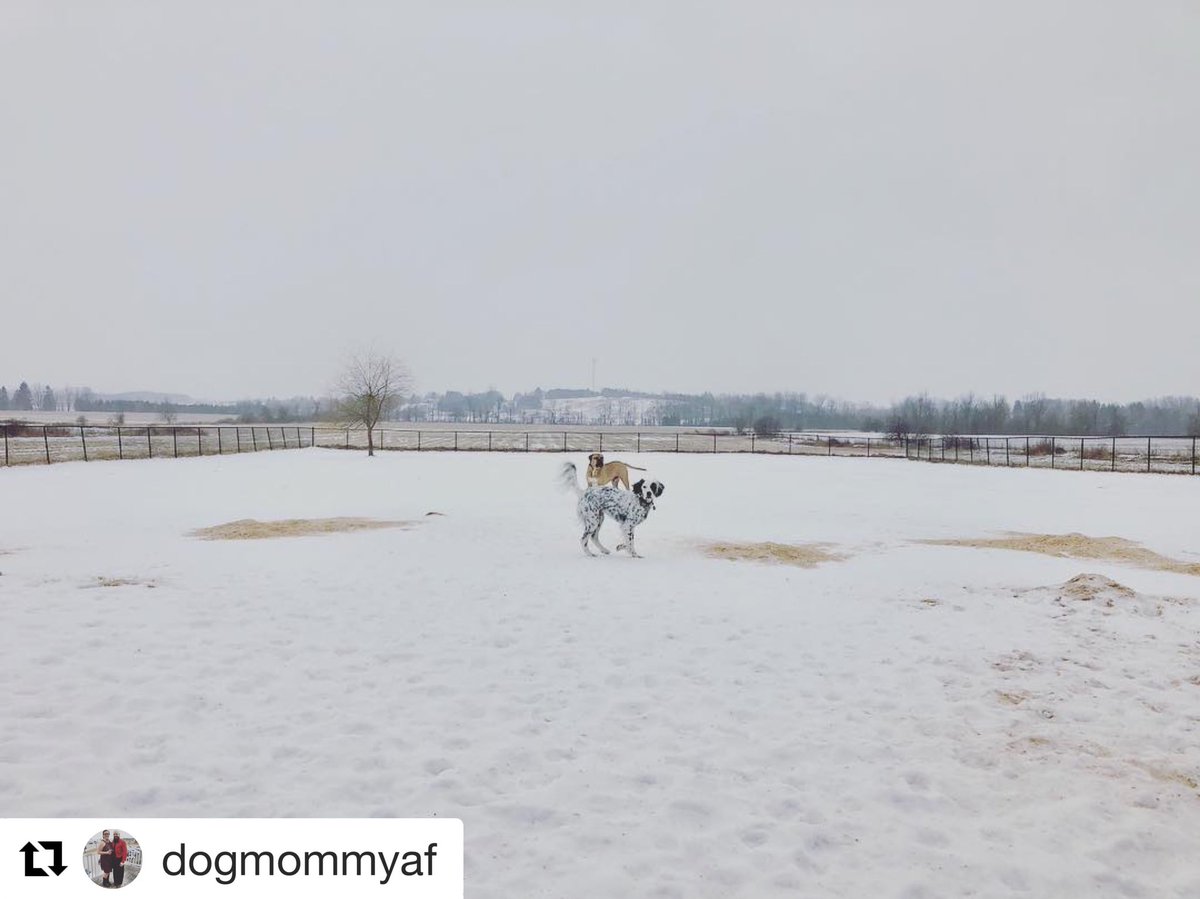 CampCookstown's tweet photo. #Repost @dogmommyaf @campcookstown 
・・・
Brutus &amp; Phoenix enjoying themselves in this crazy weather today @campcookstown #campcookstown #doggydaycare #dogsofinstagram #dogsofinsta #dogsofinstaworld #instadog #instadogs #snowdogs #snowdogsofinstagram #happypuppy #happypuppies https://t.co/spKtk2NC7r