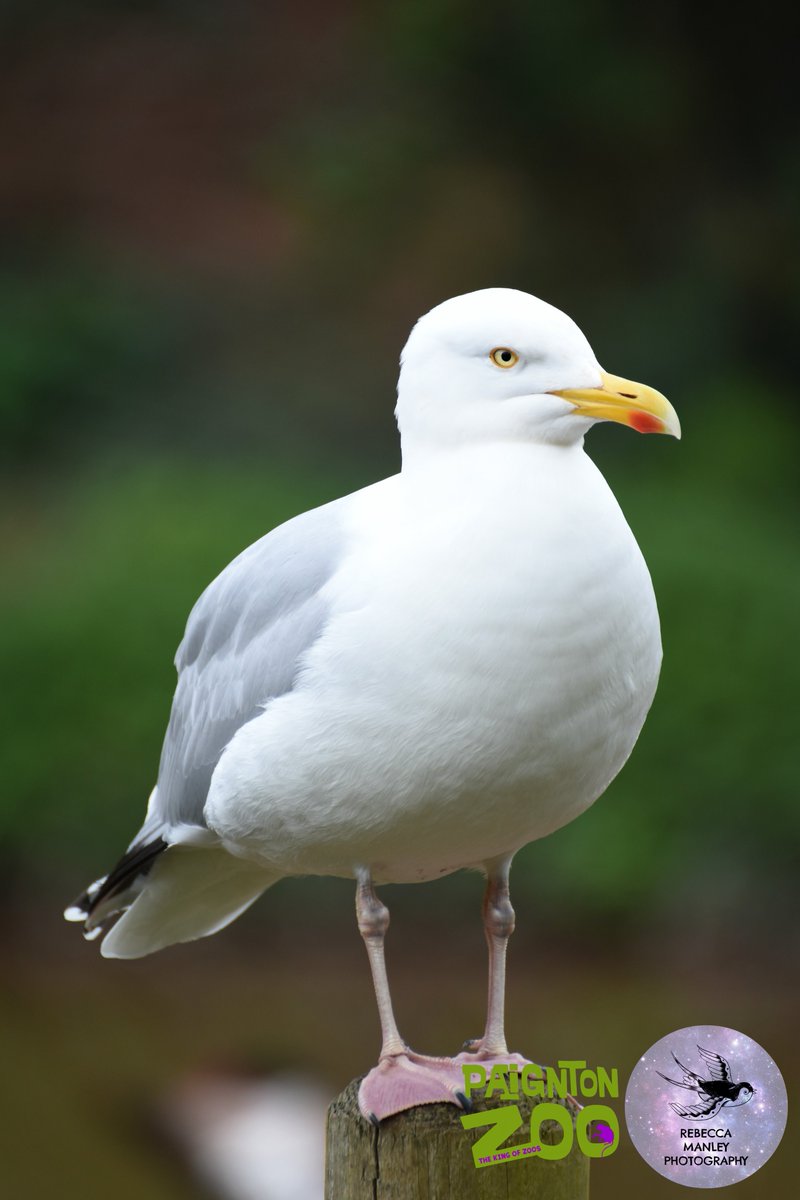 Rebecca_RMP's tweet photo. First batch from @PaigntonZoo 

#paigntonzoo #zoo #photographer #nikond5500 #tamron70300 #wildlifephotographer #devonphotographer #devon #Torbay #Paignton #birds #animals https://t.co/YAFE5IqRqm