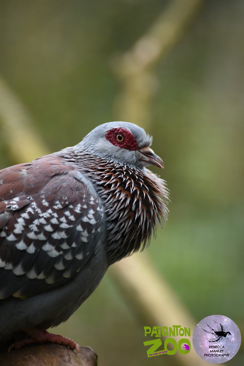 Rebecca_RMP's tweet photo. First batch from @PaigntonZoo 

#paigntonzoo #zoo #photographer #nikond5500 #tamron70300 #wildlifephotographer #devonphotographer #devon #Torbay #Paignton #birds #animals https://t.co/YAFE5IqRqm