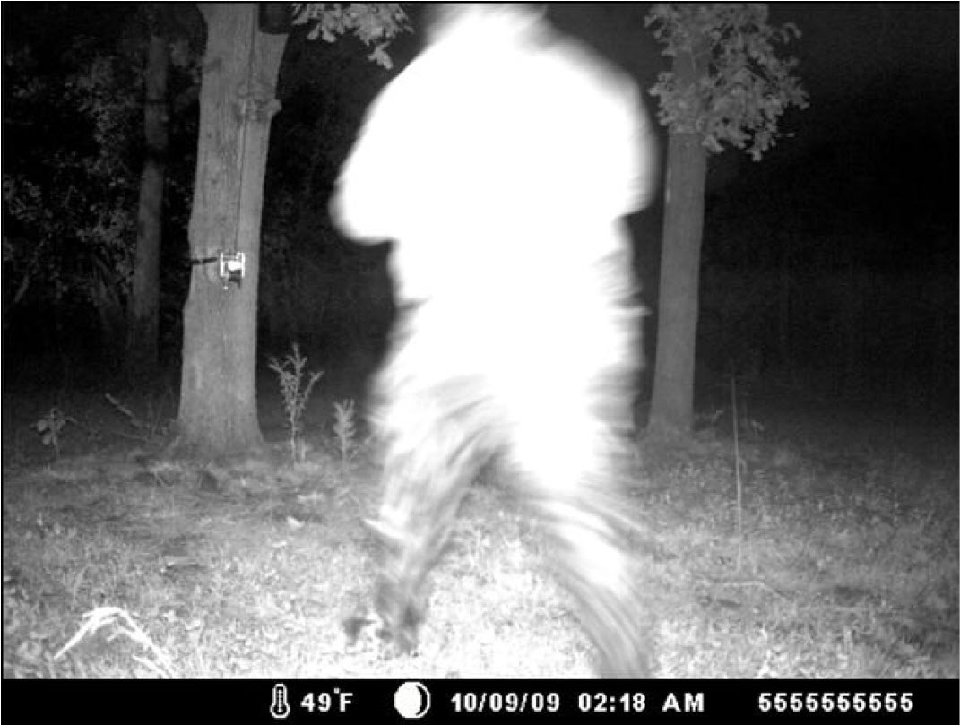 BfFieldguide's tweet image. Oklahoma Trail Camera Picture Investigation 2009-10

bigfootfieldguide.blogspot.com/2016/07/oklaho…