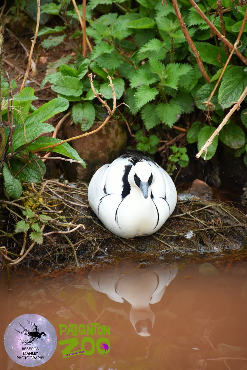 Rebecca_RMP's tweet photo. Fourth batch from @PaigntonZoo 

#paigntonzoo #zoo #photographer #nikond5500 #tamron70300 #wildlifephotographer #devonphotographer #devon #Torbay #Paignton #birds #animals https://t.co/dUuv0k0kLW