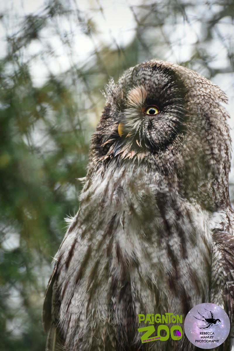 Rebecca_RMP's tweet photo. Second batch from @PaigntonZoo 

#paigntonzoo #zoo #photographer #nikond5500 #tamron70300 #wildlifephotographer #devonphotographer #devon #Torbay #Paignton #birds #animals https://t.co/dMTAusTyL6