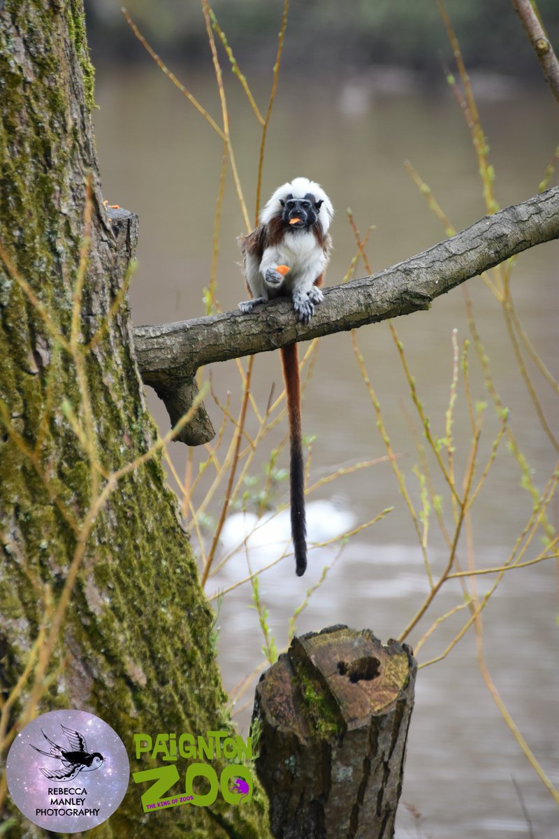 Rebecca_RMP's tweet photo. Second batch from @PaigntonZoo 

#paigntonzoo #zoo #photographer #nikond5500 #tamron70300 #wildlifephotographer #devonphotographer #devon #Torbay #Paignton #birds #animals https://t.co/dMTAusTyL6
