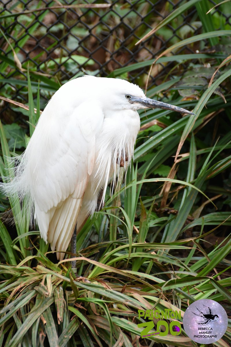 Rebecca_RMP's tweet photo. Second batch from @PaigntonZoo 

#paigntonzoo #zoo #photographer #nikond5500 #tamron70300 #wildlifephotographer #devonphotographer #devon #Torbay #Paignton #birds #animals https://t.co/dMTAusTyL6