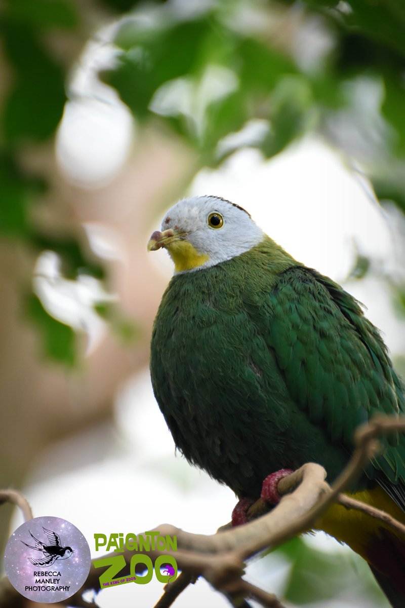 Rebecca_RMP's tweet photo. Third batch from @PaigntonZoo 

#paigntonzoo #zoo #photographer #nikond5500 #tamron70300 #wildlifephotographer #devonphotographer #devon #Torbay #Paignton #birds #animals https://t.co/IxPdX2BRZb