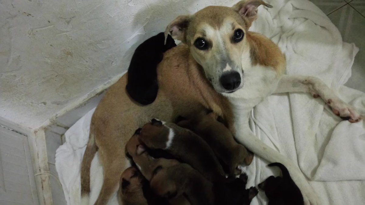 AccionAnimalRM's tweet photo. Tenemos #cachorritos en #adopcion visitanos en #av100esquinaCalle10 col. Ejido. @casasofiapc @ElHongoPlaya @AcaenlaPlaya @Rivierafm981 @XplorPark @GuanatosPlaya https://t.co/1qCa8f8TR4