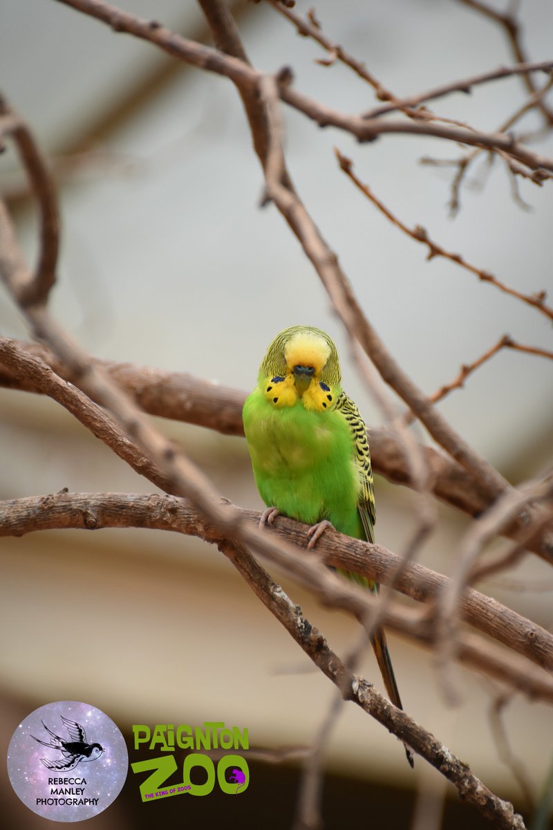 Rebecca_RMP's tweet photo. Fifth batch from @PaigntonZoo

#paigntonzoo #zoo #photographer #nikond5500 #tamron70300 #wildlifephotographer #devonphotographer #devon #Torbay #Paignton #birds #animals https://t.co/RFZGJragpG