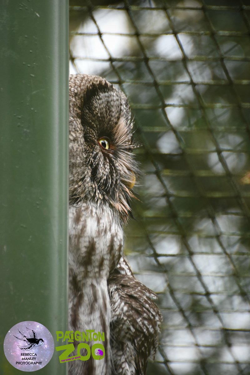 Rebecca_RMP's tweet photo. Fifth batch from @PaigntonZoo

#paigntonzoo #zoo #photographer #nikond5500 #tamron70300 #wildlifephotographer #devonphotographer #devon #Torbay #Paignton #birds #animals https://t.co/RFZGJragpG