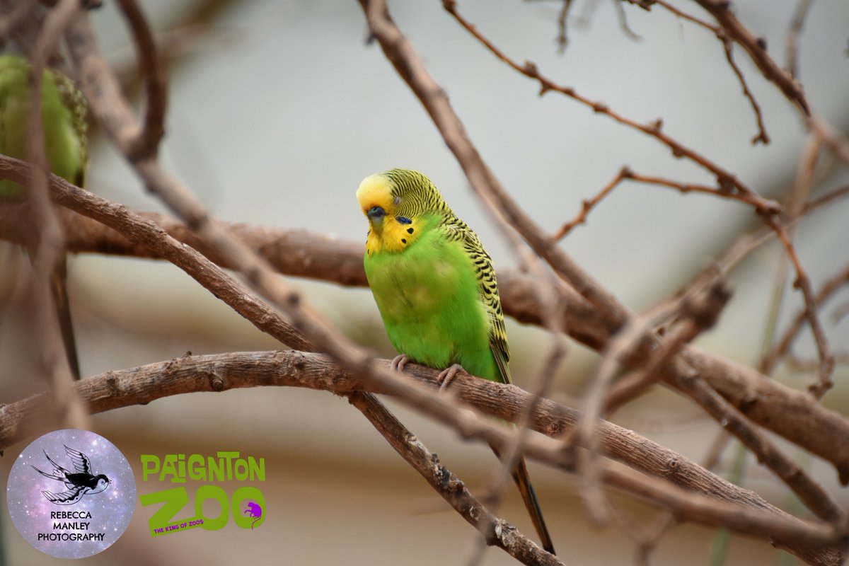 Rebecca_RMP's tweet photo. Fifth batch from @PaigntonZoo

#paigntonzoo #zoo #photographer #nikond5500 #tamron70300 #wildlifephotographer #devonphotographer #devon #Torbay #Paignton #birds #animals https://t.co/RFZGJragpG