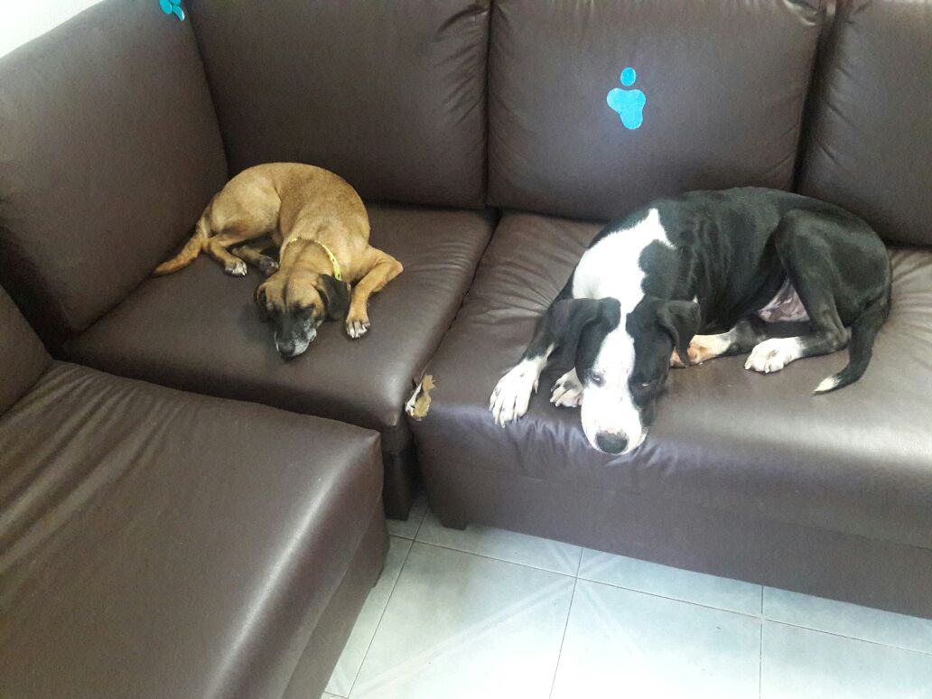 AccionAnimalRM's tweet photo. Tarde lluviosa en el refugio @indigoplaya @PlayaqueQuiero @SenderosMk @twittplayero @TwittPlaya @Playahit @MalaCabezaPDC https://t.co/TIT1FUGRCw