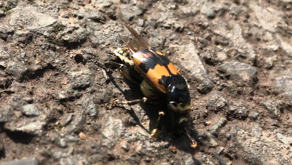 Fil_Barker's tweet photo. Anyone know what this little bugger is? #interestingbug https://t.co/WuMv2iqcHQ