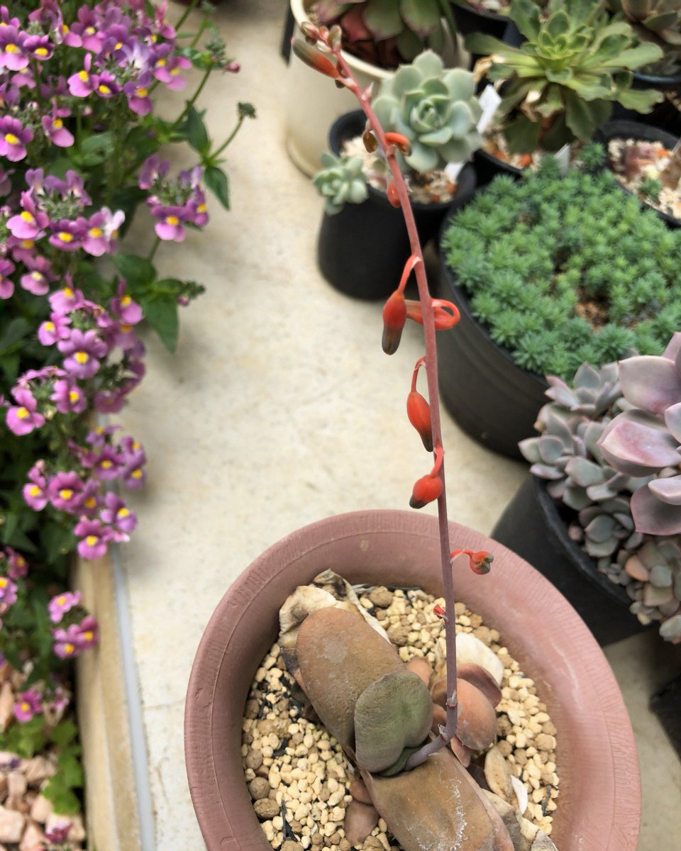 kabutoganijon1's tweet photo. Gasteria glomerata
ガステリア・グロメラータ
フラミンゴのような可愛い花が咲くガステリアです。(o^^o)
A cute flower like a flamingo is a gastria blooming.
#多肉植物 #ガステリア #Succulent #Gasteria #glomerata #グロメラータ https://t.co/3Xix09hgDw