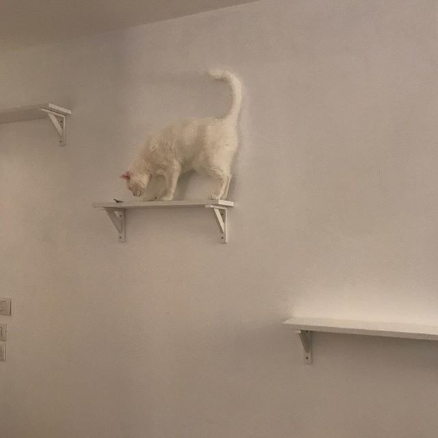 Paris__cats's tweet photo. Mum and dad made us cat shelves!!! https://t.co/VqttPm944U