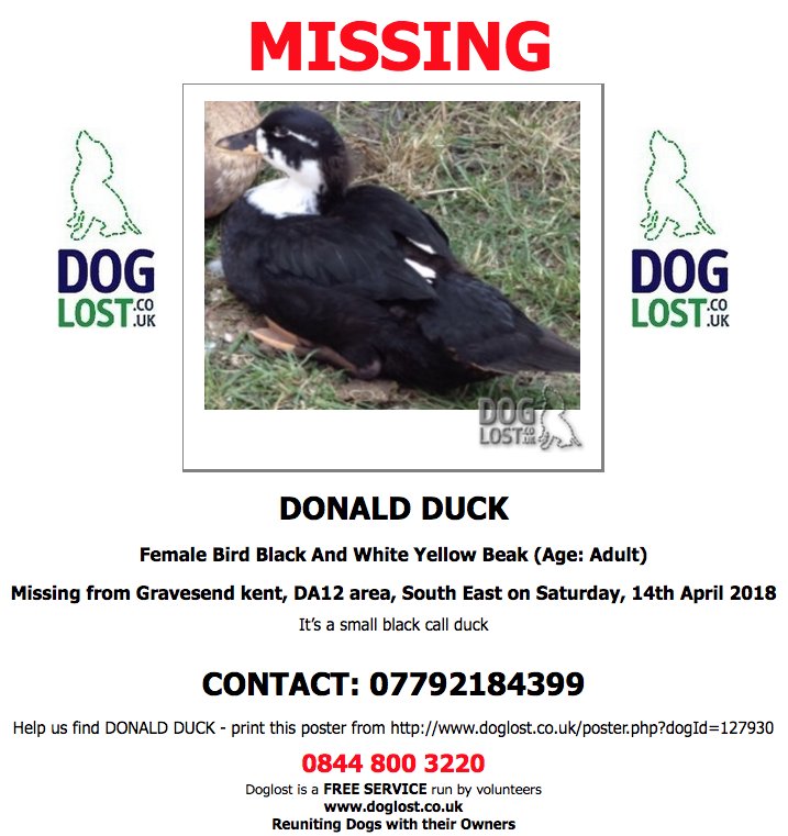 DogLostUK's tweet photo. https://t.co/jt1sXwNKjV  
#LOST  DONALD DUCK
Female #Bird
#Gravesend  #DA12 
Saturday, 14th April 2018
#LostDuck  #LostBird   https://t.co/68XMMksiTk @VetsGetScanning @SAMPAuk_ https://t.co/bwX3WbppMW