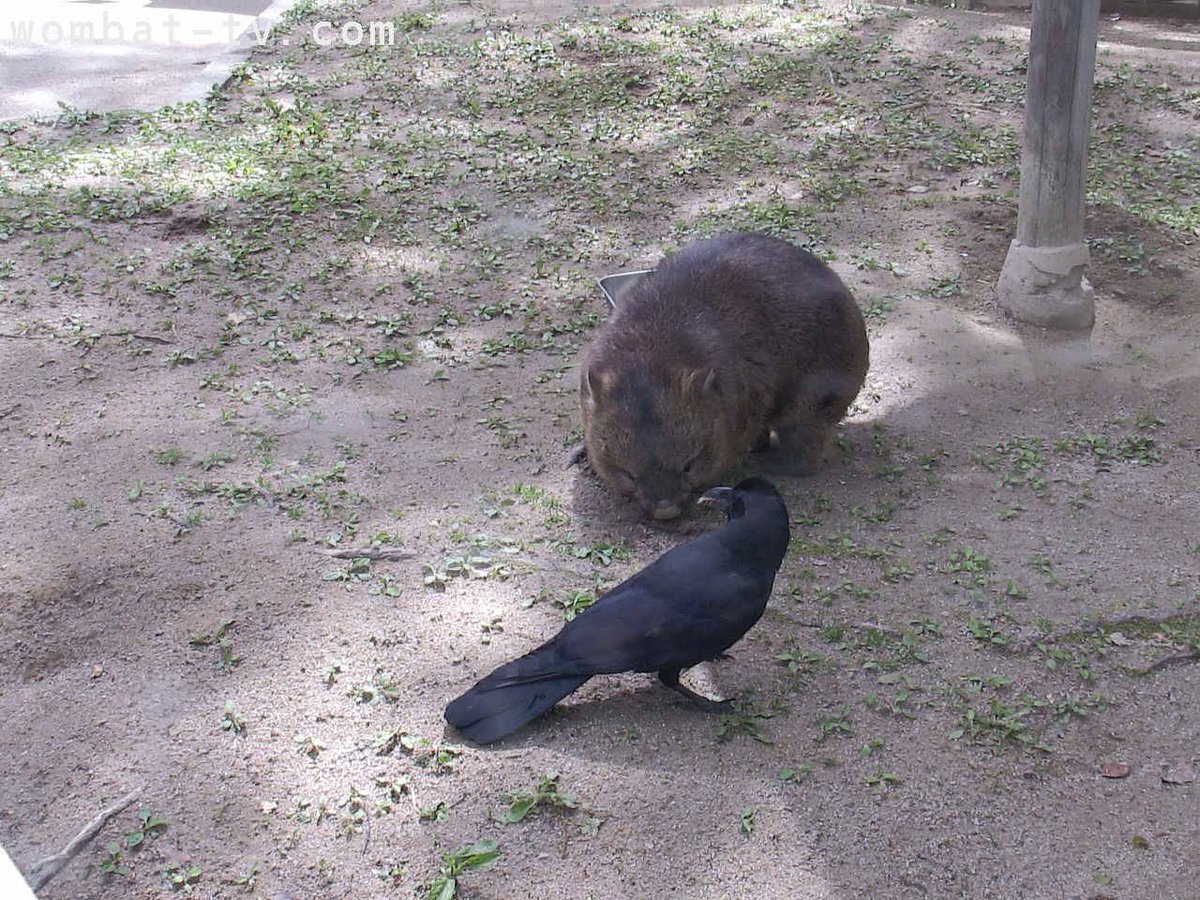 nemukehidoshi's tweet image. 朝食中にカラスにお尻の毛を奪われてしまったちゃんフク
 #wombattv
