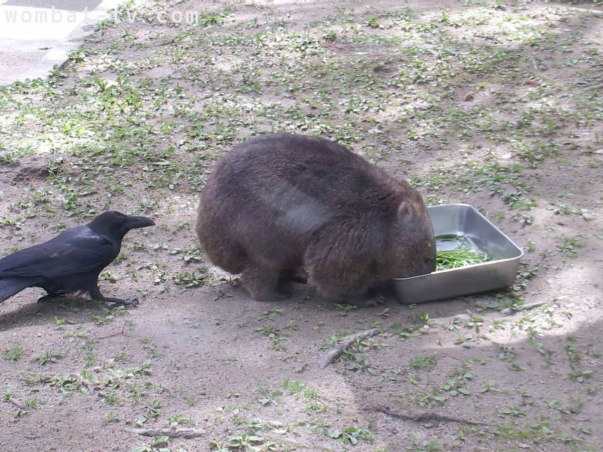 nemukehidoshi's tweet image. 朝食中にカラスにお尻の毛を奪われてしまったちゃんフク
 #wombattv
