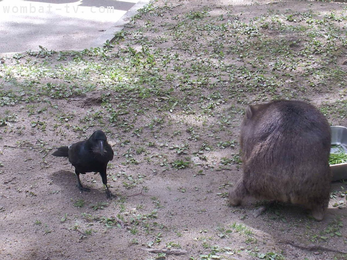 nemukehidoshi's tweet image. 朝食中にカラスにお尻の毛を奪われてしまったちゃんフク
 #wombattv