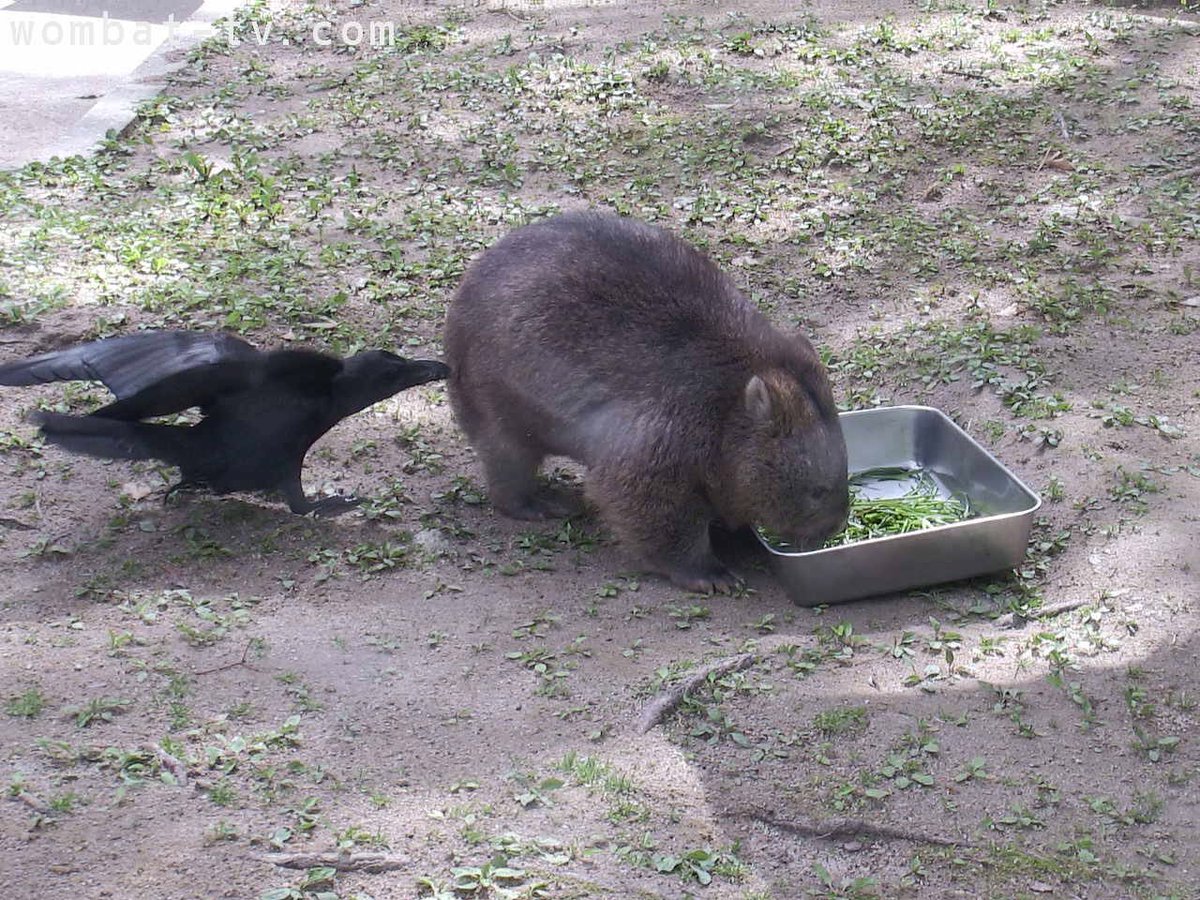 nemukehidoshi's tweet image. 朝食中にカラスにお尻の毛を奪われてしまったちゃんフク
 #wombattv