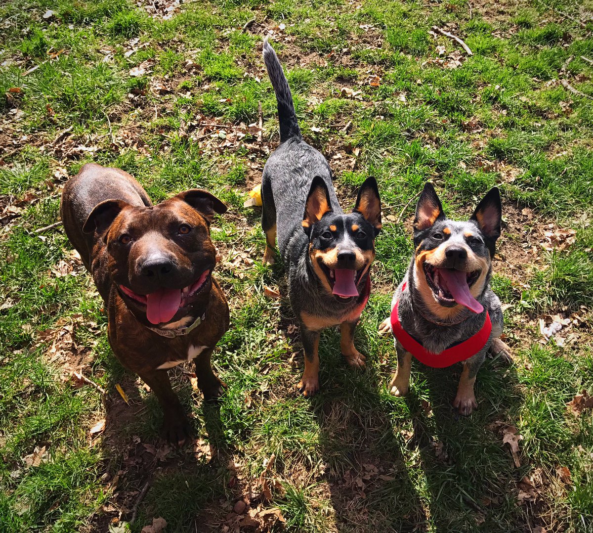 minduk34's tweet photo. @philandchris Magnum, Stella, and Kona send big smiles from PA. 🐾 https://t.co/T97RXyEMba