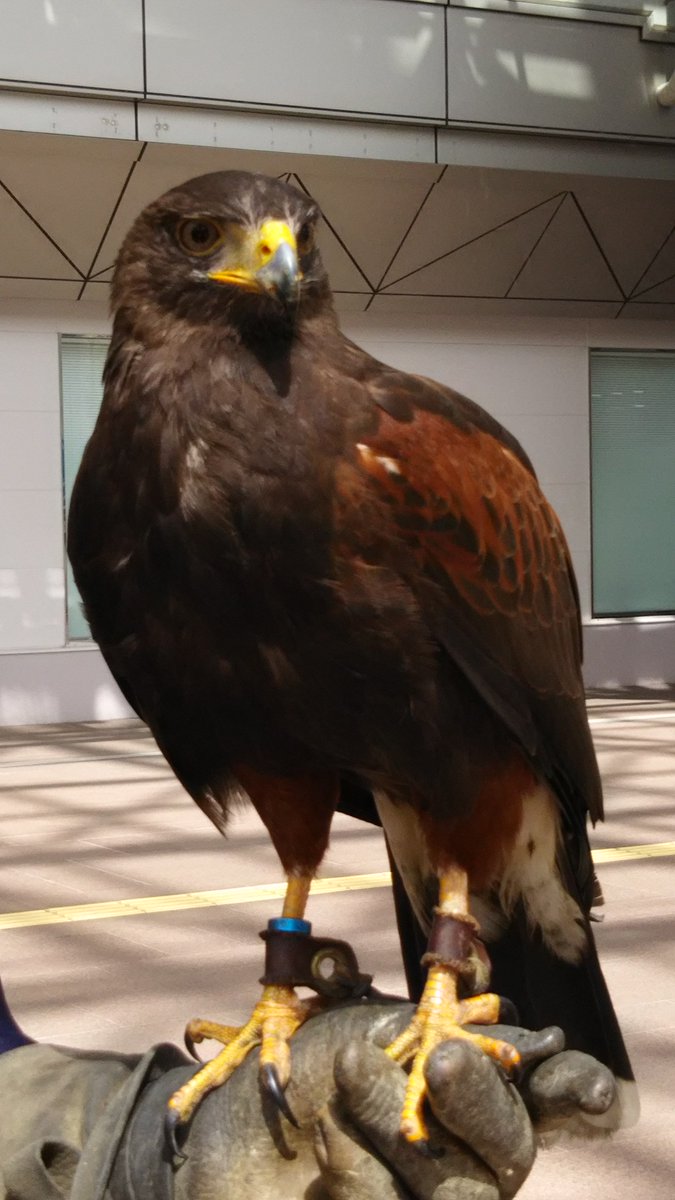 しらさぎ 金沢駅で鳩を追い払っている鷹です 鷹匠さんの腕にとまって 観光客のためにポーズをとってくれました 大阪にも 同じお仕事をしている鷹匠さんと鷹がいるそうです かわいいけど 鷹匠さん以外はさわってはいけません
