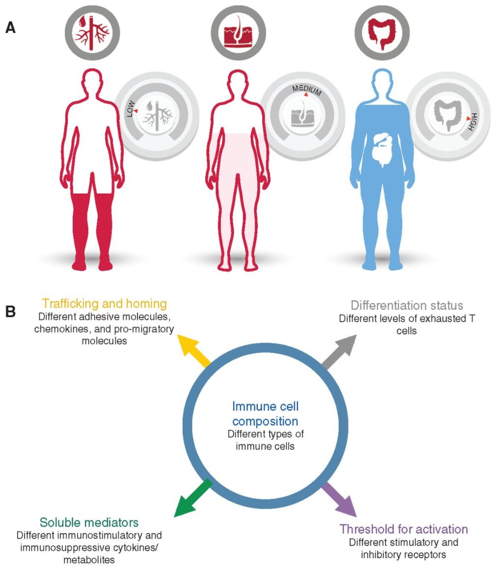 jsoriamd's tweet image. A major theme for the future research in #Immunotherapy is Tissue-Specific Immunoregulation. Surprisingly we have very little data on organ-specific regulation of immunity. Very little such data at #AACR18
Check out this superb review by William Pao
cancerdiscovery.aacrjournals.org/content/8/4/39…