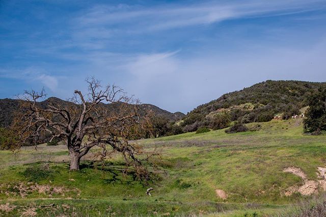 kevinpjennings's tweet photo. Some great trees along the hike today at Paramount Ranch
#365picturesin2018, #pictureofaday, #potd2018, #pictureoftheday, #everydayphotographer, #lumix, #micro43, #g85, #pad2018-105,
#paramountranch, #hikiing, #tree, #picturesque, #landscape, #🙌🏻, #o… https://t.co/2kMcgJTtg8 https://t.co/ImqDHpxtgv