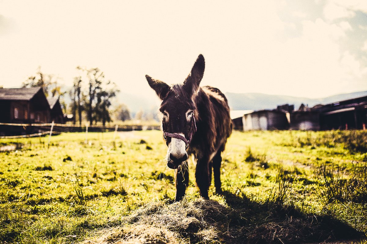 CollectivEvolve's tweet photo. #Sustainable #Farmers check out these 5 tips to implement your #farm#brand https://t.co/3mUGldqMUJ #TSCfarms https://t.co/PZ2xRTQavf