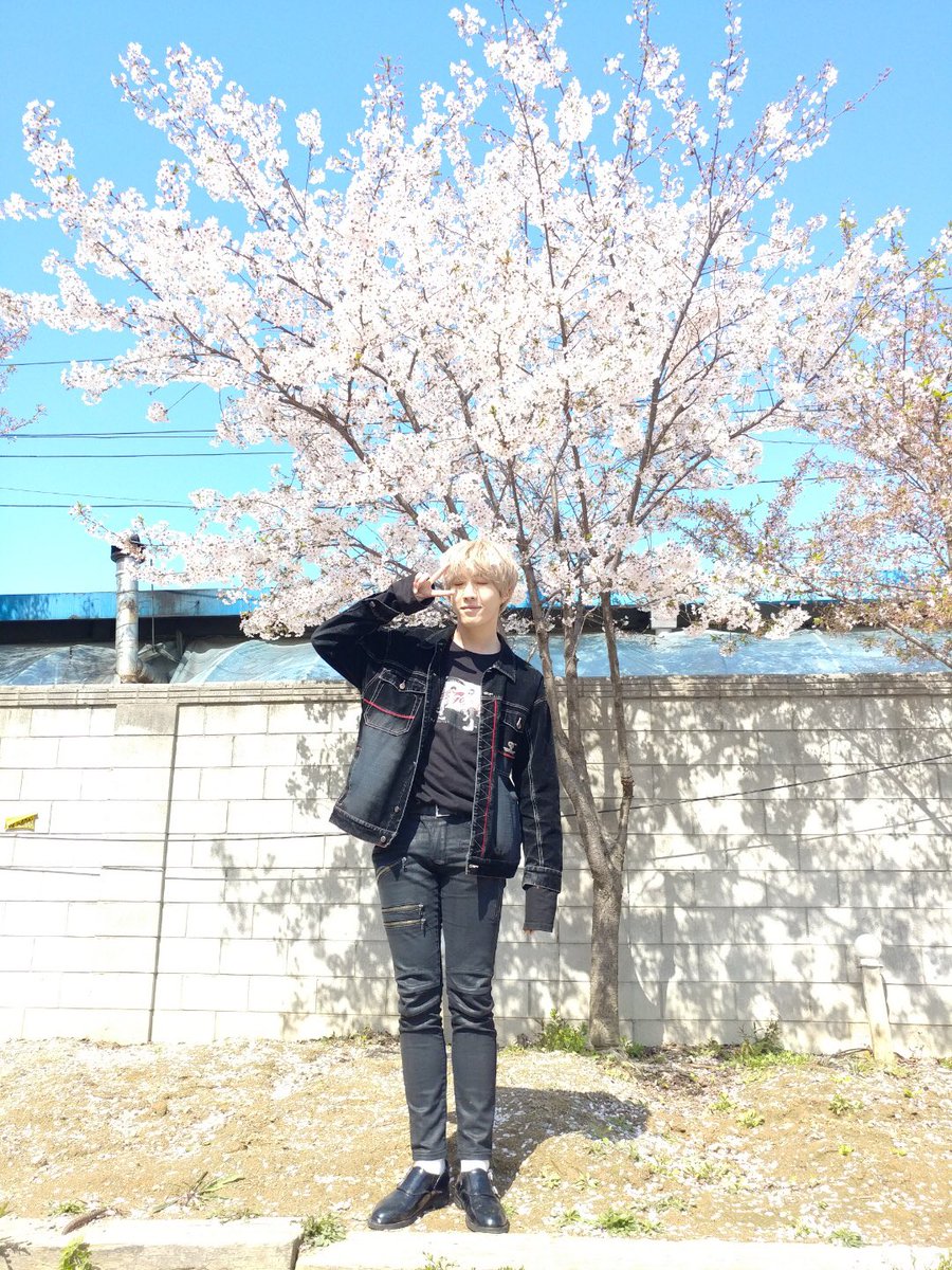 BAIKAL_official's tweet photo. 봄🌸봄🌼봄🌺 봄이 왔어요~ #스완 여러븐의 #바이칼 꽃도 피었습니다! ♪(๑ᴖ◡ᴖ๑)♪
#스완여러분의_배경화면을_책임집니다 
#누가_꽃이게? #대웅 https://t.co/JkVE4Le3w7
