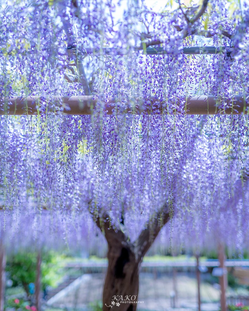 Y Kako בטוויטר 曼陀羅寺公園 九尺藤 今日は午後から雨も上がったので曼陀羅寺の藤の開花状況の様子を見に行ってきました カピタンは今週末が見頃 九尺藤は写真の感じで見頃はまだまだ先といった感じです 今年の藤祭りは4月21日から Y Kako בטוויטר 曼陀羅寺公園 九尺藤 今日は午後から雨も上がったので曼陀羅寺の藤の開花状況の様子を見に行ってきました カピタンは今週末が見頃 九尺藤は写真の感じで見頃はまだまだ先といった感じです 今年の藤祭りは4月21日から