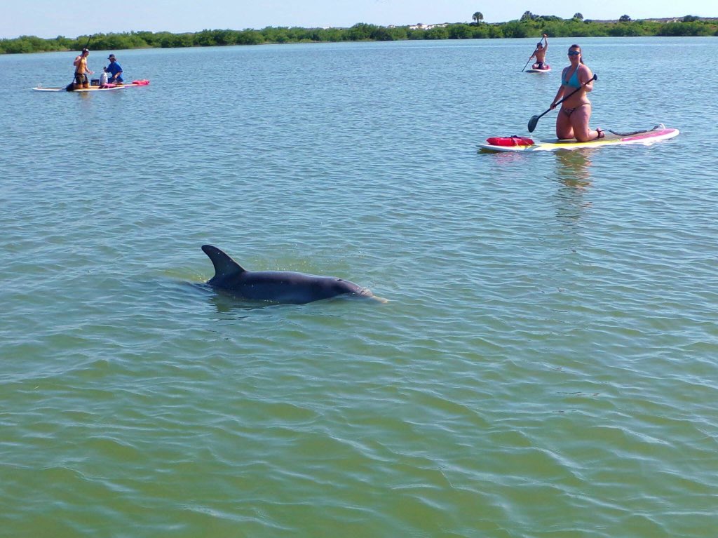 SUP with the dolphins.  #paddleboardstaugustine #kayakstaugustine #islandyaker #orlando floridakayaktours.com