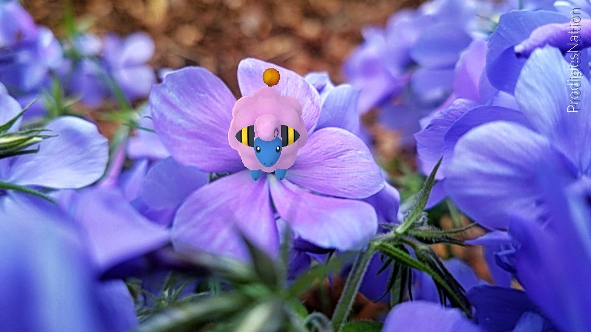 ProdigiesNation's tweet photo. @PokemonGoApp One was enough for me.🌸 https://t.co/GhEcbLqLXp