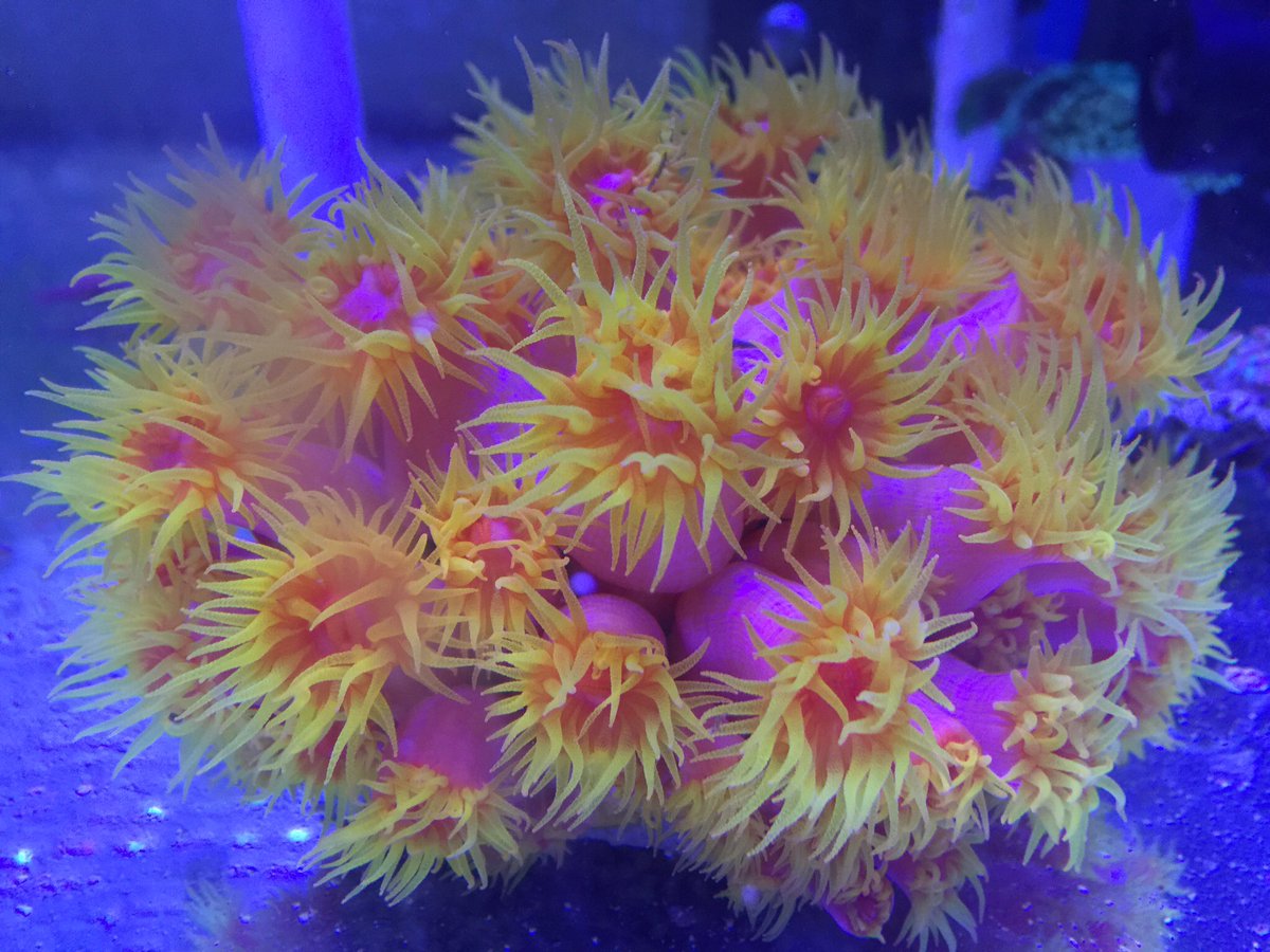 zurdolugo's tweet photo. #sun #sol #coralsol #suncoral #Titanreef #cdmx #DomingoDeGanarSeguidores https://t.co/uWbzDmyt9C