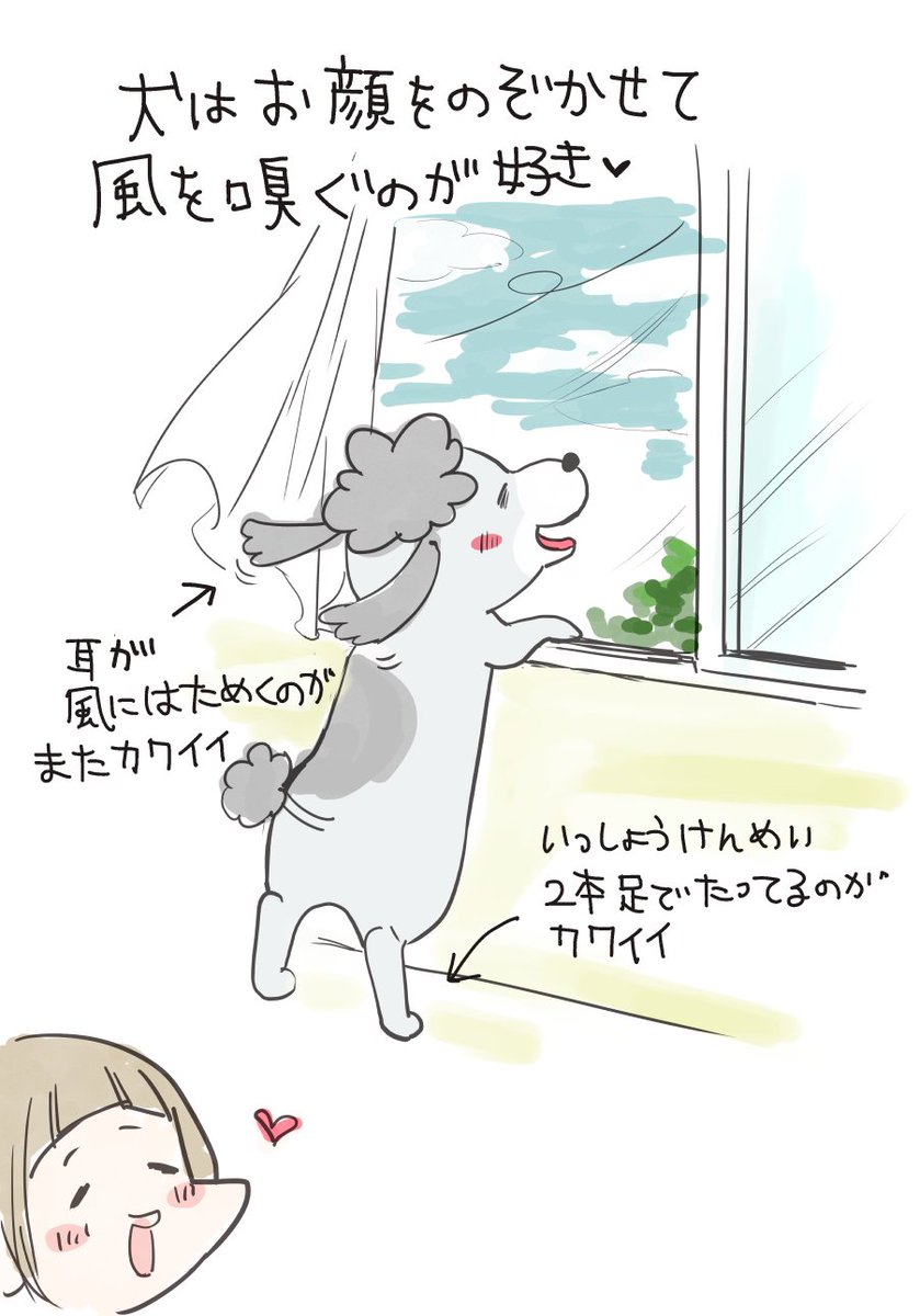 犬と猫、風の感じ方の違い 