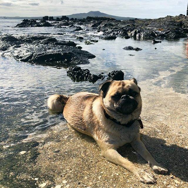 @sidthe3quarterpug cheering up your Monday with this awesome photo. 🐕 #ilovetakapuna