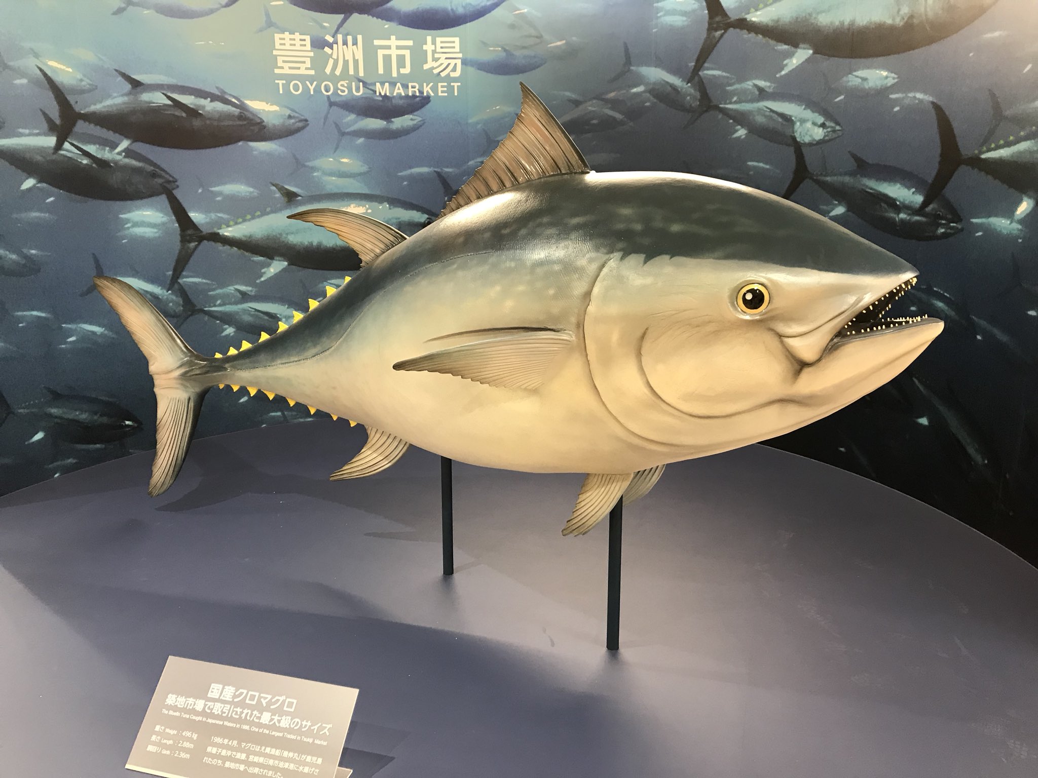טוויטר 豊洲の歩き方 ネオ江戸ベイエリア 豊洲市場 בטוויטר Plymftzdutw18yq Ikutayoshikatsu こちらが全体像です マグロの日は10月10日 豊洲市場開場は10月11日 豊洲市場開場の前夜祭は やっぱりマグロですね 豊洲市場開場まであと178日 マグロの日