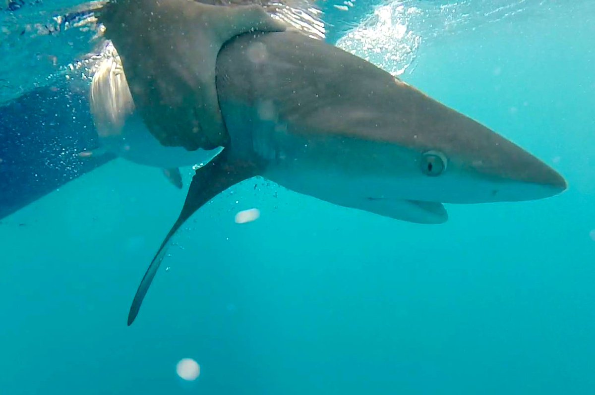peclabfiu's tweet photo. Join us this summer (June 13-20) for an experience of a lifetime! Become a #citizenscientist, get up close with #sharks and #stingrays, and live #offthegrid at @WCSBelize: https://t.co/kxFrg1KFN2 https://t.co/bEeMvOlsyJ