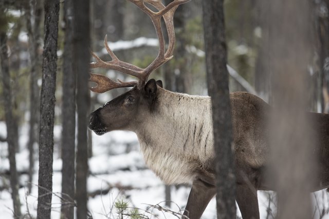 TheNelsonDaily's tweet photo. #Environmentalists mourn loss of South Selkirk #Caribou herd @TheNelsonDaily https://t.co/PpsUct2AI7 #Kootenay #Columbia #Wildsight #YukonConservationInitiative https://t.co/O4v2cL5ILf