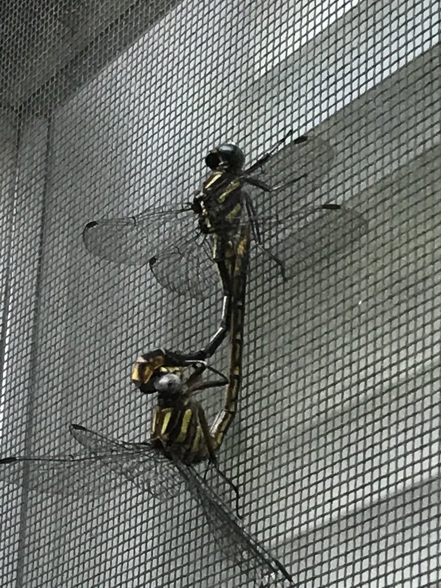 #Dragonfly I noticed these two on our screen today.