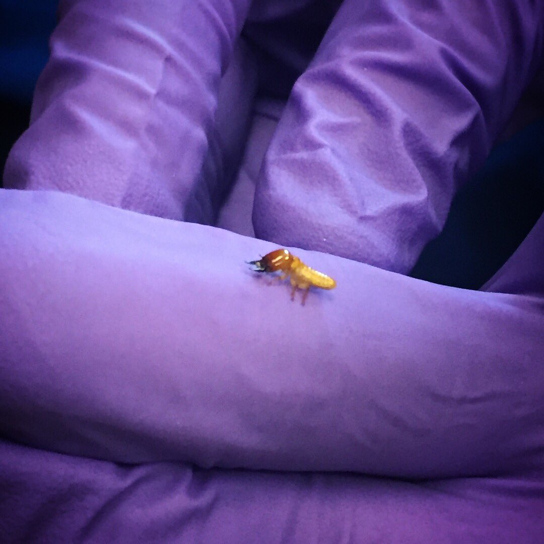 InsectFair's tweet photo. Daniel (UCR Entomology) is working on methods of controlling termites. He has a colony of termites which are native to California! Come to our 4th Annual Insect Fair to ask him more about these urban pests! Mark: April 28, 2018 at Riverside downtown.#bugs #riverside #fun #ucr https://t.co/CtVoRq6Kme
