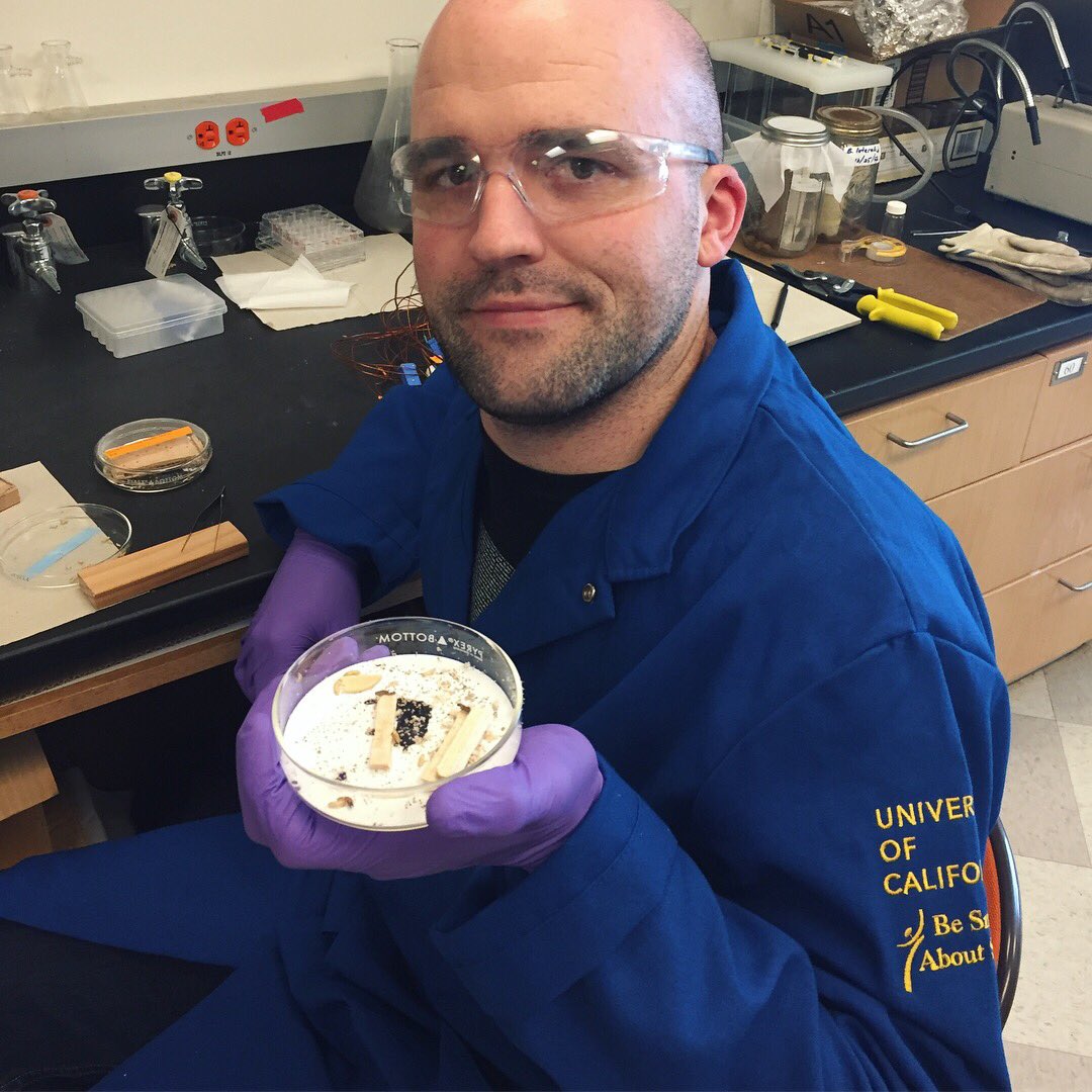 InsectFair's tweet photo. Daniel (UCR Entomology) is working on methods of controlling termites. He has a colony of termites which are native to California! Come to our 4th Annual Insect Fair to ask him more about these urban pests! Mark: April 28, 2018 at Riverside downtown.#bugs #riverside #fun #ucr https://t.co/CtVoRq6Kme
