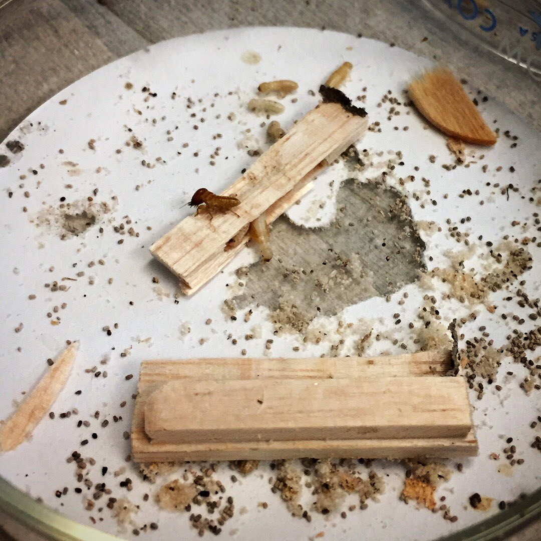 InsectFair's tweet photo. Daniel (UCR Entomology) is working on methods of controlling termites. He has a colony of termites which are native to California! Come to our 4th Annual Insect Fair to ask him more about these urban pests! Mark: April 28, 2018 at Riverside downtown.#bugs #riverside #fun #ucr https://t.co/CtVoRq6Kme