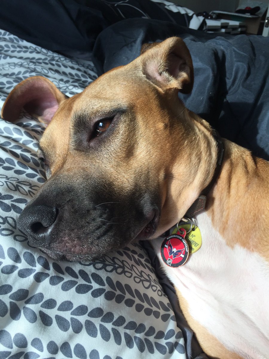 lavender_lexus's tweet photo. @CapsSTM @Capitals even the dog is intently watching the game. #ALLCAPS #pretzelthepup #StanleyCup https://t.co/ElWiba5kCr
