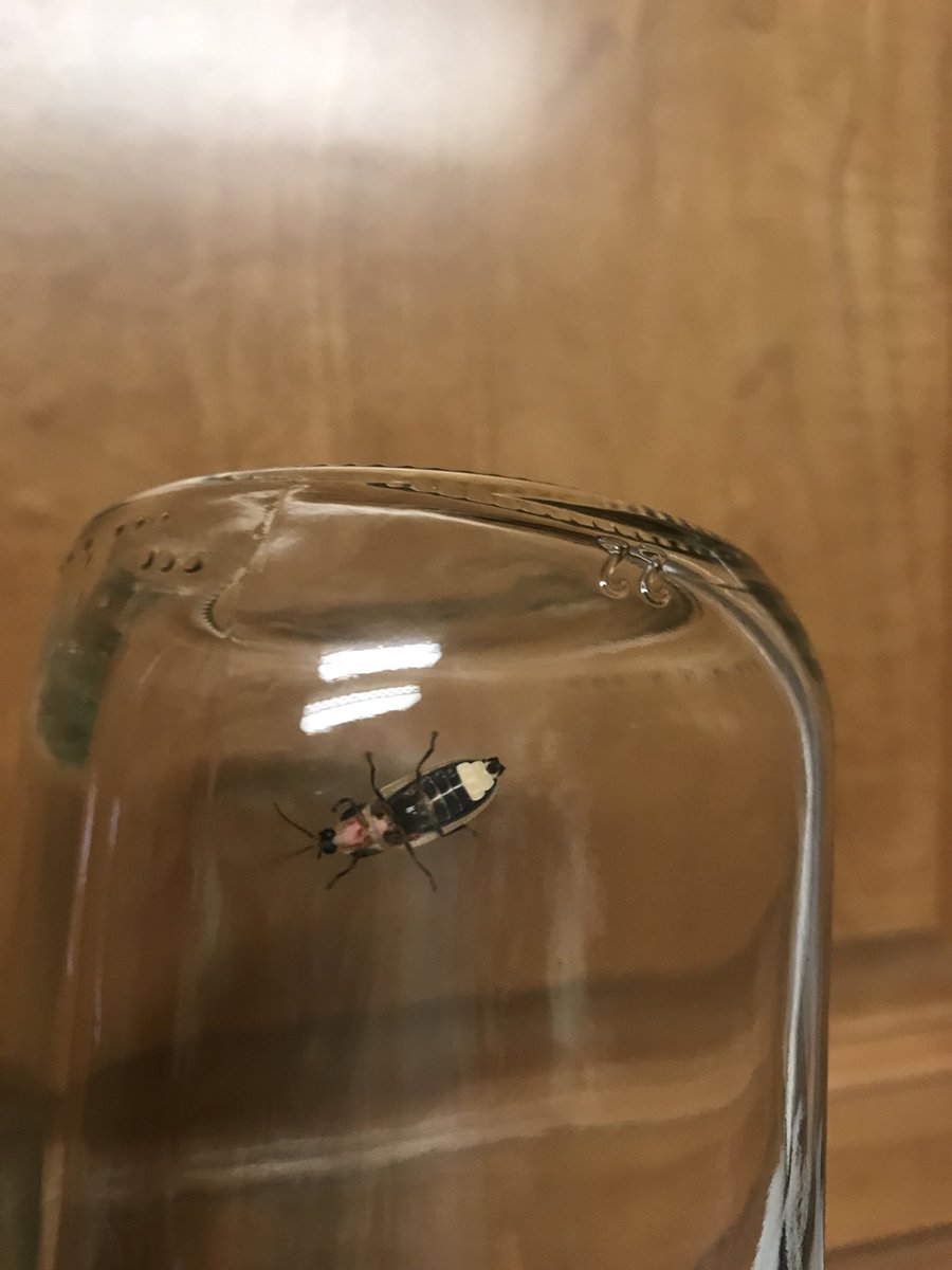 #Firefly Found this fire fly roaming around on my glass door. Took a few pic after putting it in a jar for a few min. Then released back to the woods.