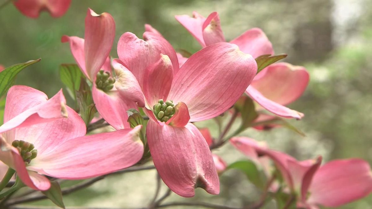 kfvsnews's tweet photo. Here are the top 5 things you have to see at the Charleston Dogwood-Azalea Festival>>
https://t.co/8MD6L6kbtt https://t.co/Rp11blsTo7